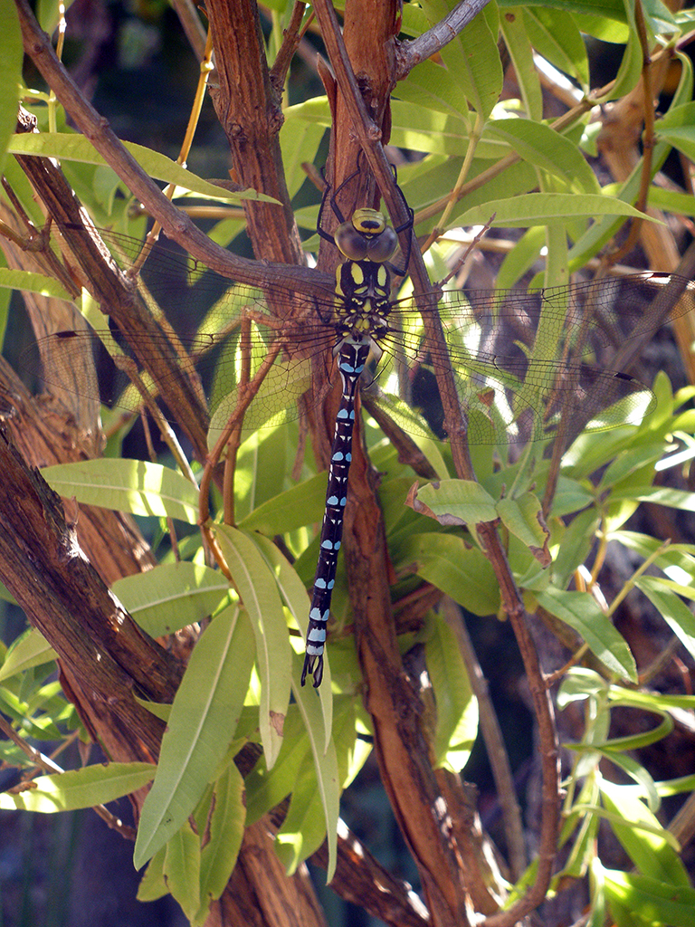 Aeshna cyanea